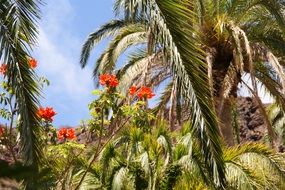 holidays view plant