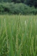 green field of rice close up on blurred background