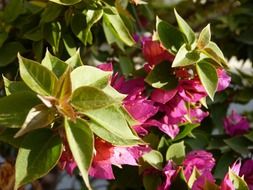 bougainvillea purple flower macro
