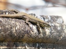 lizard on the fence