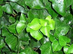 plant with bright green foliage close up
