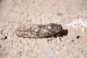 macro photo of insect in nature