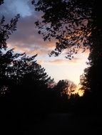 dark branches at colorful sunset sky