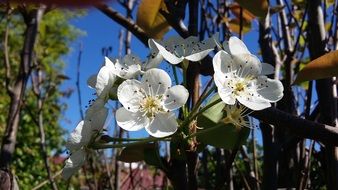 White flowers on the twigs