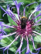 beautiful purple mountain knapweed