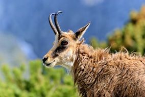 Tatry mountain fauna
