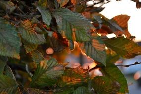 Close-up of the green and orange tree leaves at the sunset light