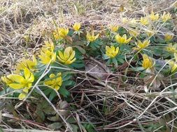 green bushes of yellow flowers among dry grass