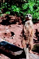 funny meerkat in zoo standing portrait