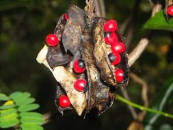 Red and black Abrus precatorius seeds on pod, poisonous plant near the green leaves