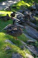 Wild ducks in a pond