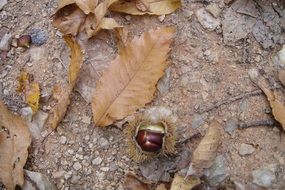 ripe chestnut and dry leaves in October
