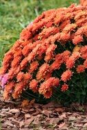 bush of chrysanthemums