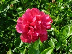 Beauty pink flower in summer