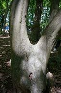 v shape tree trunk