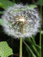 ball-shaped fluff of dandelion