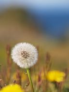 dandelion with seeds on a blurry green background