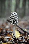 autumn coprinus