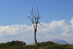 tree corpse in the mountains