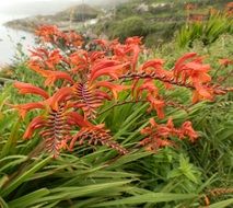 orange flowers by the sea