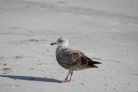 bird wild portrait