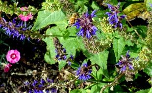 honey bee over summer flowers on a sunny day