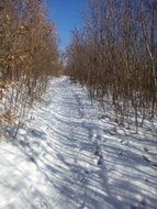 Path in the snowy forest