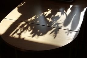 shadows plants on table