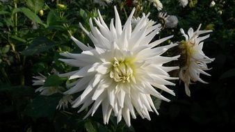 autumn flower in nature