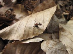ant on dry foliage