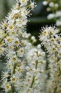 inflorescence of laurocerasus