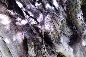 bends of the tree bark in light and shadow