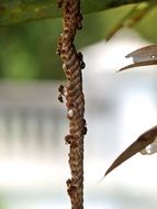 hymenoptera is an insect
