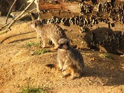two meerkats on sand
