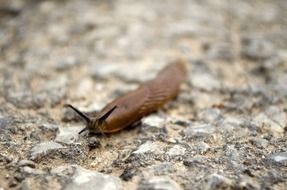 a snail on the ground