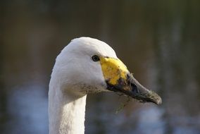 swan with a dirty beak