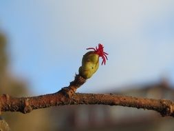 common hazel inflorescence
