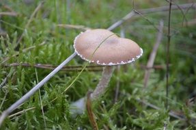 toxic mushroom in the wildlife