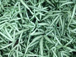 top view of the plant with a pale green leaves