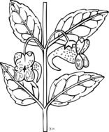 Black and white plant with flowers clipart