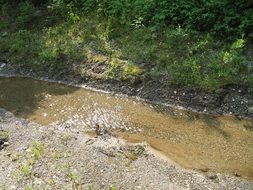 creek in summer forest