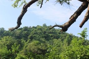 tropical trees, jungle