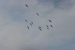 a flock of birds on the dark sky