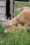 Goat on a pasture on a farm