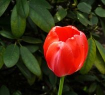 red tulip near the green bush