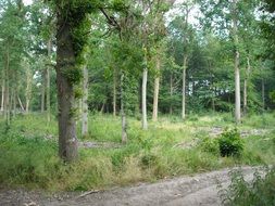 footpath among the green forest