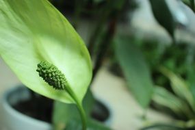 macro photo of green potted plant