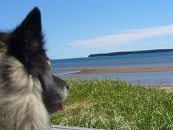 the dog is looking towards the ocean