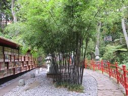 bamboo plants grow in oriental garden