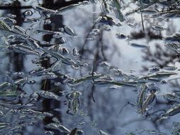 water surface with pieces of ice